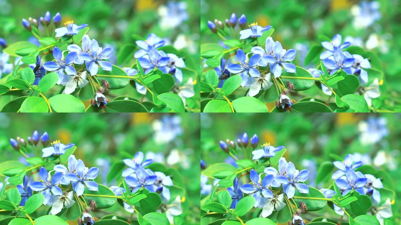 花园里盛开的木质素蓝白色花朵