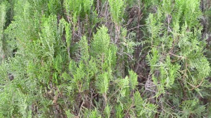 绿色西部红杉植物叶子盛开。树叶随风飘扬。特写。关注前景对象。抽象纹理彩色背景。环境保护。