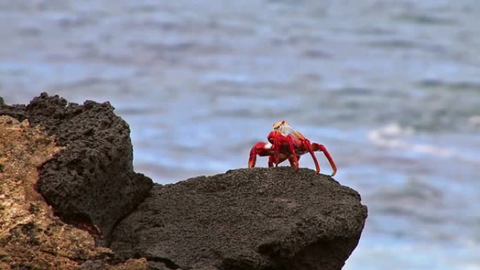 厄瓜多尔加拉帕戈斯国家公园中国帽子岛上的莎莉·莱特富特蟹 (Grapsus grapsus)