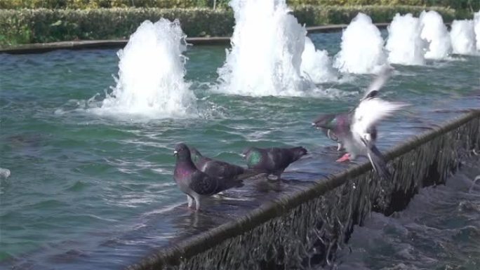 鸽子在喷泉里喝水