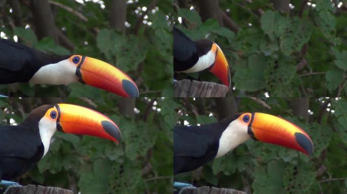 一只巨嘴鸟环顾四周。托科巨嘴鸟 (Ramphastos Toco)，也被称为自然栖息地的常见或巨型巨