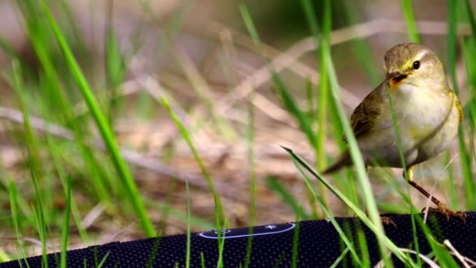 鸟柳莺 (Phylloscopus trochilus) 在阳光明媚的春天早晨奔跑。