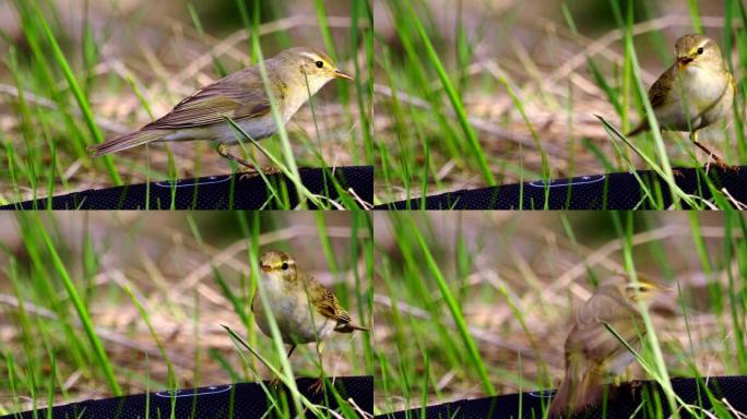 鸟柳莺 (Phylloscopus trochilus) 在阳光明媚的春天早晨奔跑。