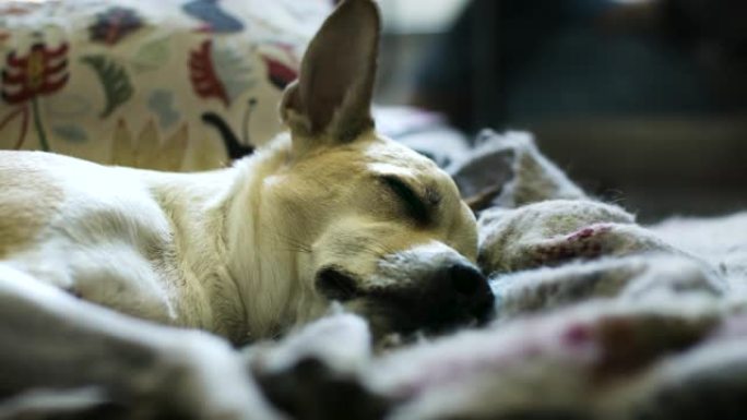 救援犬平静地躺在毯子上。