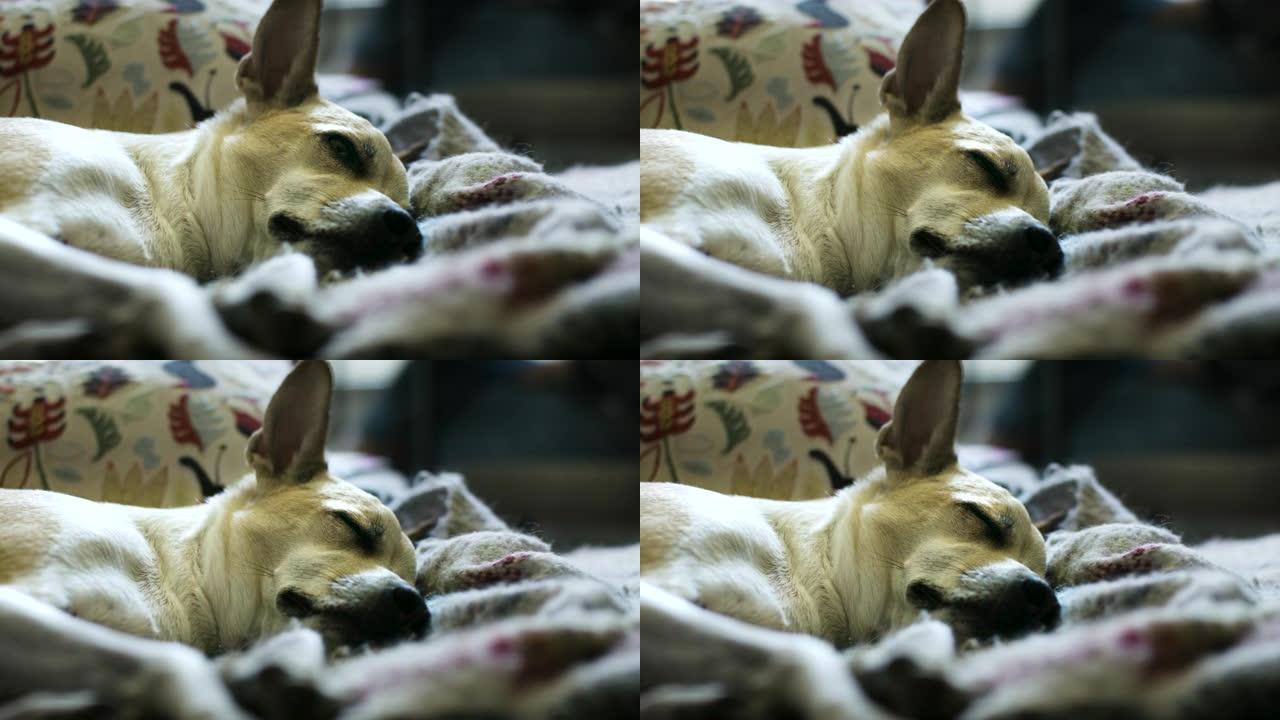 救援犬平静地躺在毯子上。