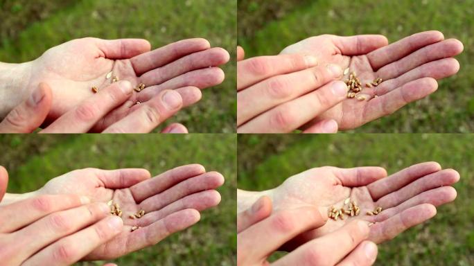 一位农民将麦粒与果壳分开。农学家检查麦穗。一个农民的手将小麦谷物与果壳分离的特写镜头。