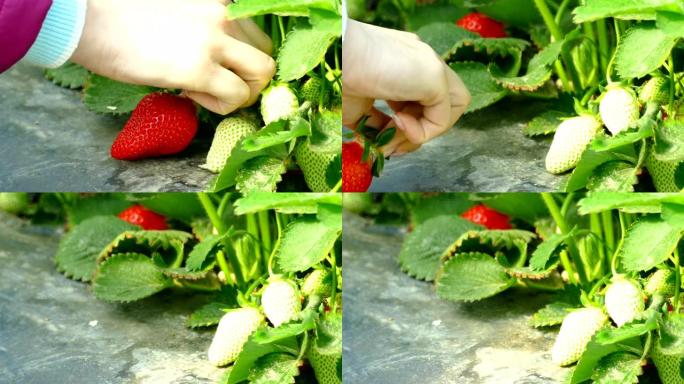 从灌木丛中采摘草莓
