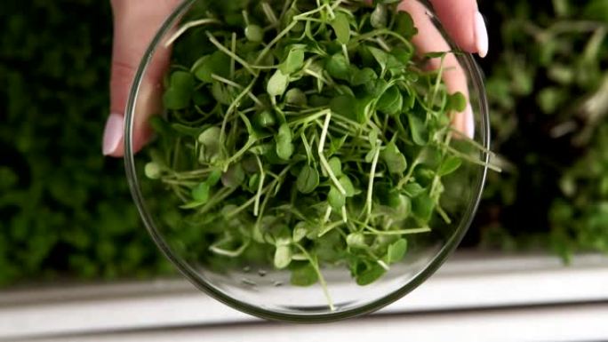 新鲜的微绿芽，用于健康素食烹饪。家庭种植，健康食品，芝麻菜，芥末
