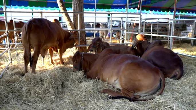 笼中的婆罗门牛