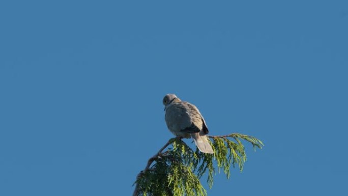 一只坐在树上的欧亚领鸽子