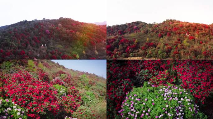 毕节市赫章县松林坡乡千年杜鹃景区