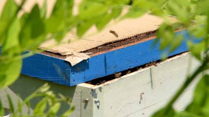 蜜蜂及其蜂巢被绿色植物包围-特写。