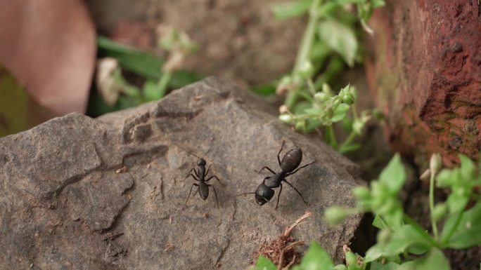 蚂蚁 大自然大蚂蚁 蚂蚁打架