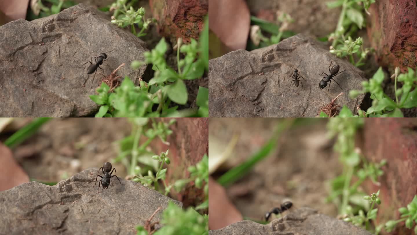 蚂蚁 大自然大蚂蚁 蚂蚁打架