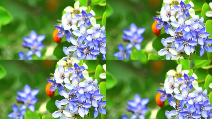 蜜蜂对花园里盛开的木质素蓝白色花朵的花粉