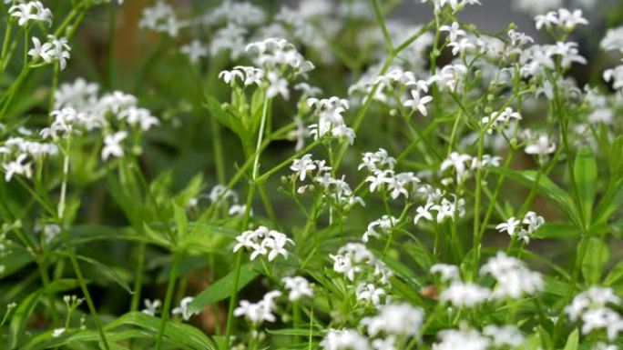 森林大师 (Galium odoratum)