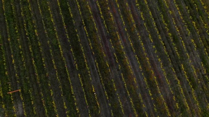 无人机在基安蒂山的葡萄园