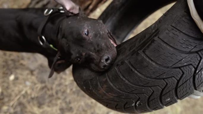 好斗的狗。一只狗在汽车轮胎上啃咬。