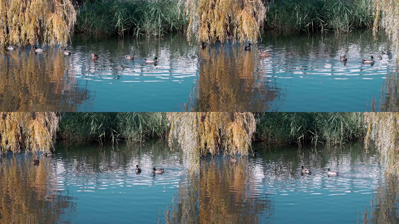 美丽的鸭子在柳树下的河里游泳