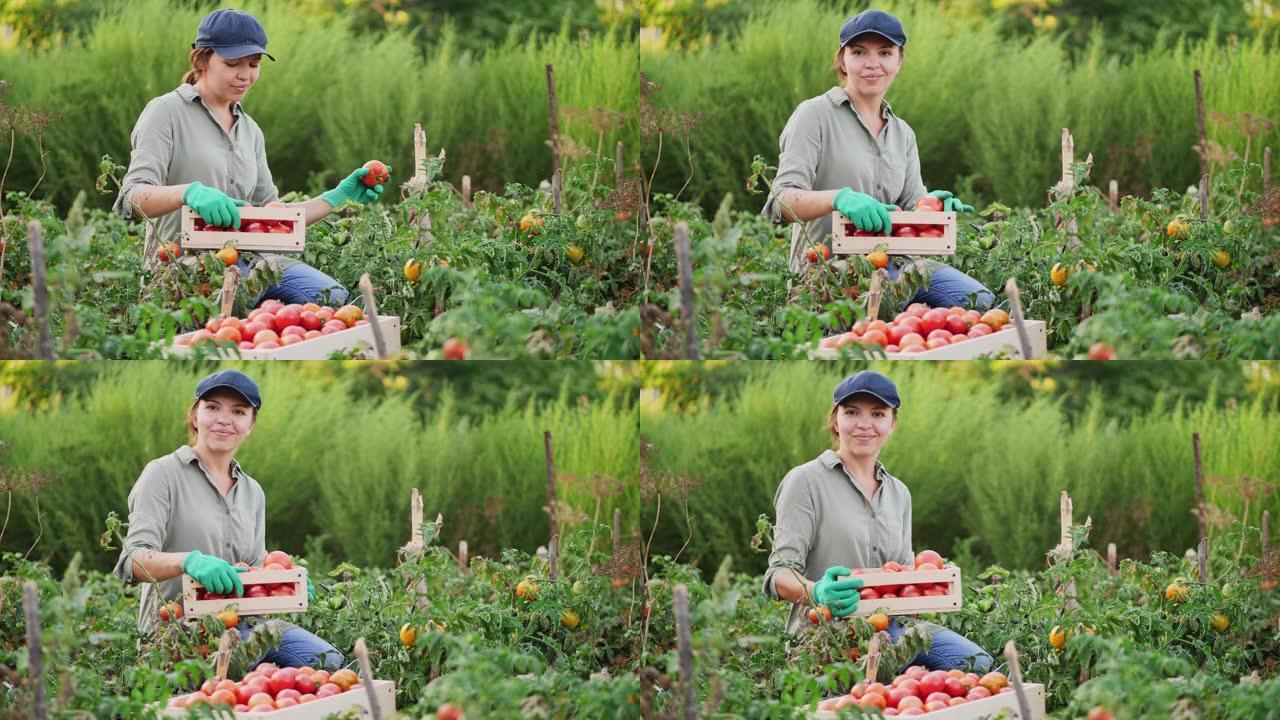 番茄花园中的女农民看着相机