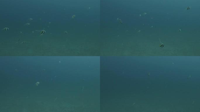 在日本海底游泳的锦旗鱼群 (Heniochus acuminatus)