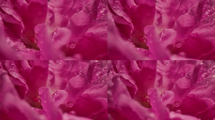 宏观多莉拍摄水滴雨滴玫瑰花瓣浪漫爱情主题背景