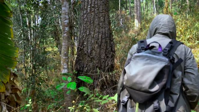 女人步行到森林去山上徒步旅行。