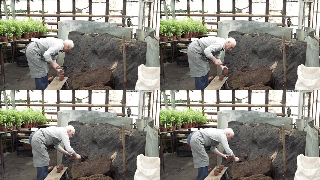 年长的男性园丁在花盆中捡起肥沃的土壤，在温室中种植新植物