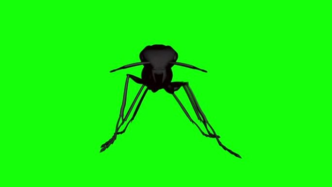 蚂蚁绿屏通过高清格式循环股票视频