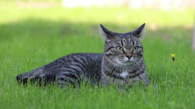 猫躺在绿色的草坪上。环顾四周，打哈欠