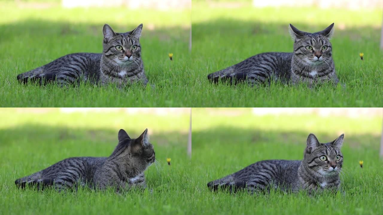 猫躺在绿色的草坪上。环顾四周，打哈欠