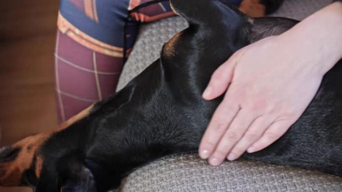 女性的手抚摸着沙发上的狗