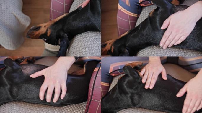 女性的手抚摸着沙发上的狗