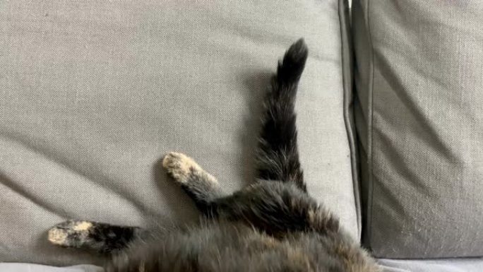 沙发上的猫尾巴和脚