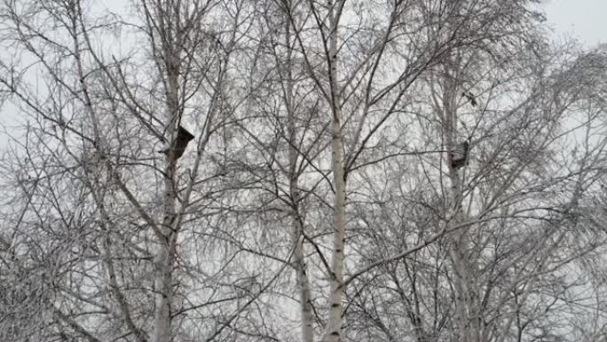 降雪。大片雪花慢慢落下。