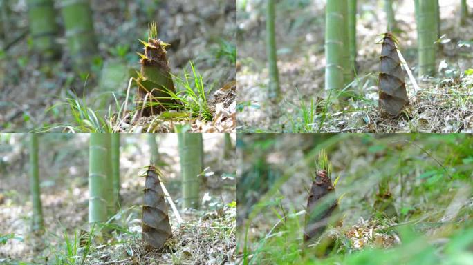 竹林里的新竹笋