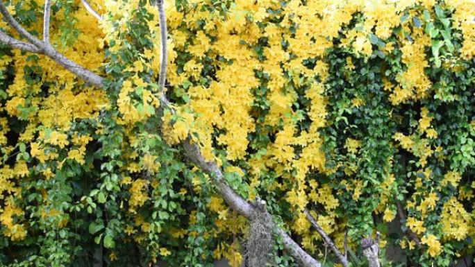 美丽的异国热带黄色花朵，绿叶墙背景，猫爪，猫爪藤，猫爪爬山虎植物