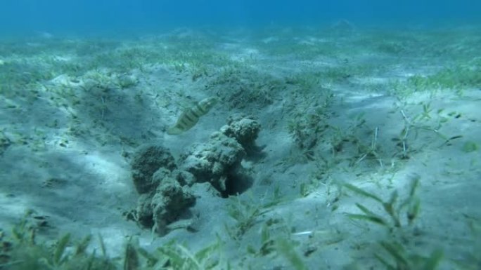 白虾虎鱼 (Amblygobius albimaculatus) 在沙泥底上的一个洞的入口附近游动，