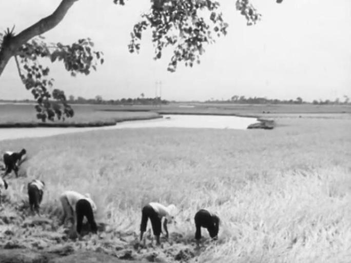 60年代  割稻子 稻田 丰收 农田大米