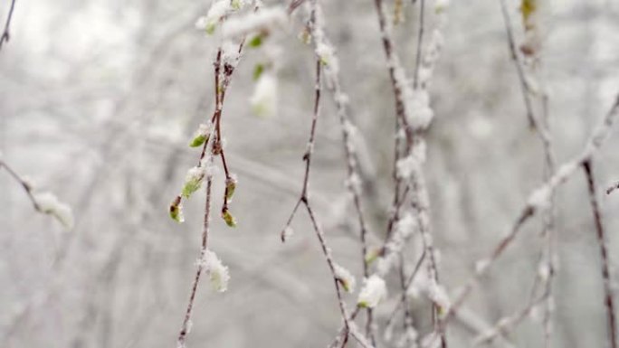 仲春突然降雪覆盖了所有树木，桦树花和小叶，积雪