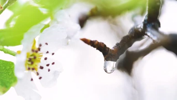 梨花在大自然中雨后雨滴