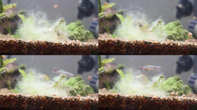 虾吃苔藓的时间流逝