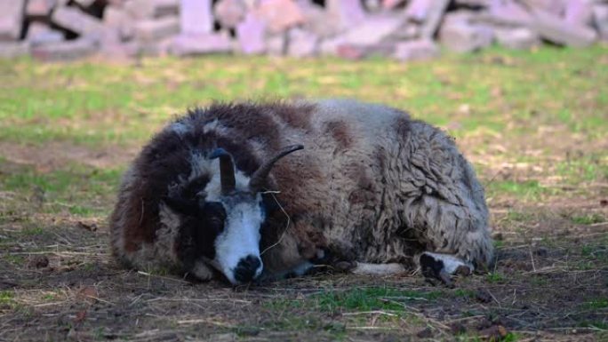 雅各布羊平静地躺在草地上放松