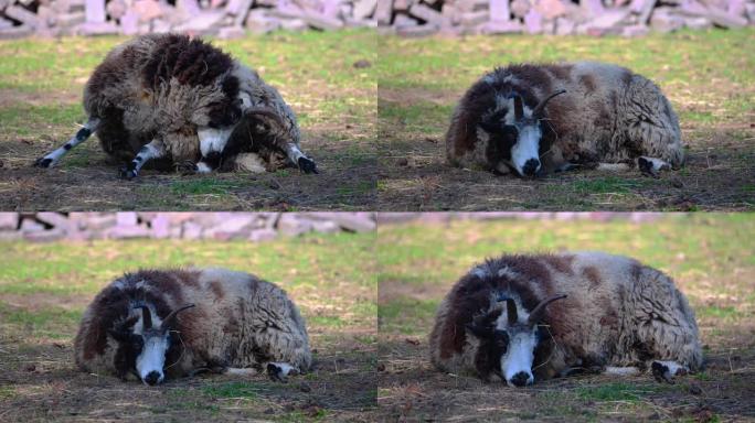 雅各布羊平静地躺在草地上放松