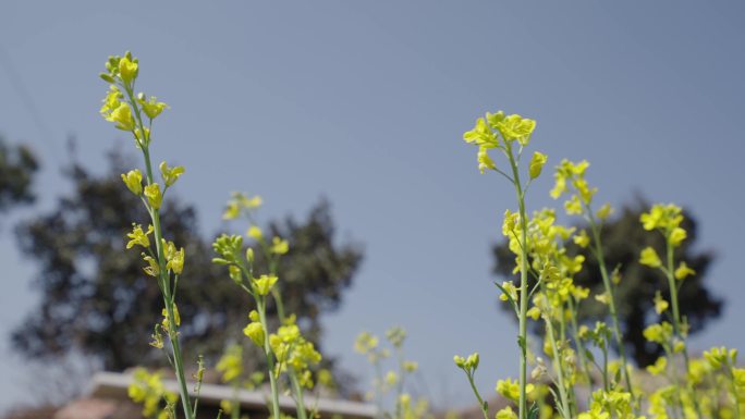 油菜花开