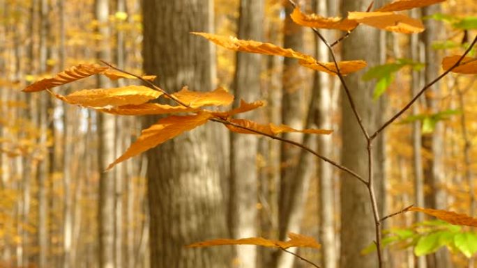 在秋季的加拿大林地中以完美的光线引人注目
