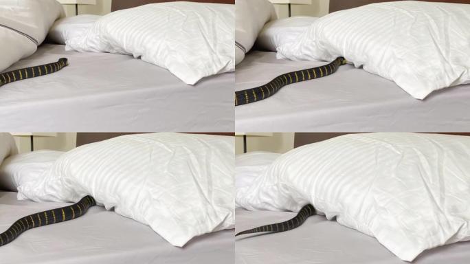 床上的蛇