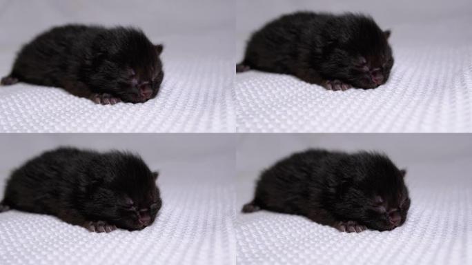 新生失明的小黑小猫在白色背景上爬行。两天大