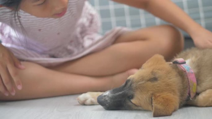 孩子的手抚摸着睡在家里地板上的棕色小狗。