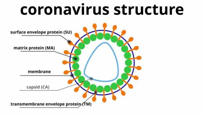 显示冠状病毒的结构和组成的图形动画。